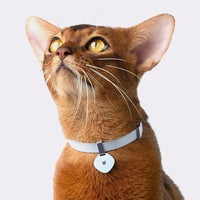 Safety Cat Collar Pro - U.S. IDA Gold Awarding Design, Elastic Quick Release Cat Collar with Buckle Non Breakaway - Lightweight for Kitten All Small Large Cats (Glacier Silver, S 5.9-11.8")