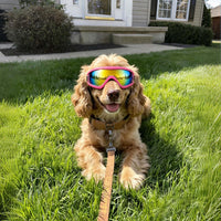 Medium Clear Dog Goggles Eye Protection - Classic Pink / Medium - image 3