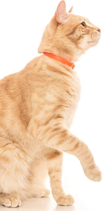 Rubber Cat Collar - Soft, Comfortable, and Lightweight Breakaway Collar with Name Tag Ring for Outdoor Cats and Sensitive Skin Kittens by Nuvuq (6 ⅞" to 10 ¼", Orange)