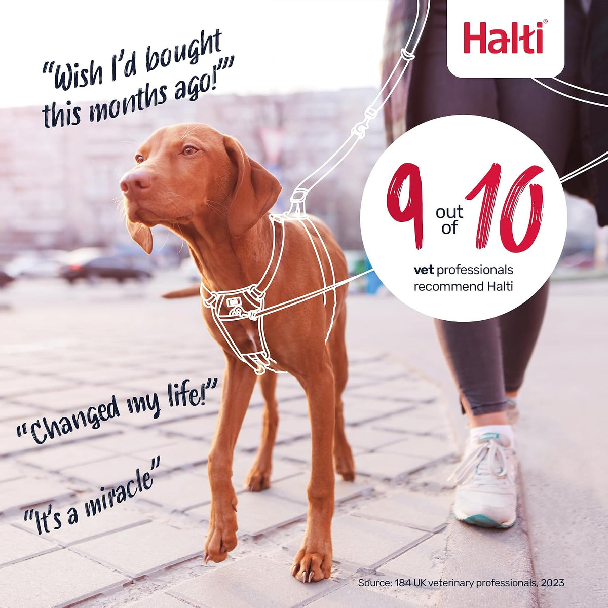 Halti No Pull Dog Harness, Size M - Cobalt Blue / XS - image 4