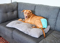 Pet Parents® Washable Dog Diapers (3pack) + Extendrs® of Durable Doggie Diapers, Premium Dog Diapers Female (Large, Southern Belle)