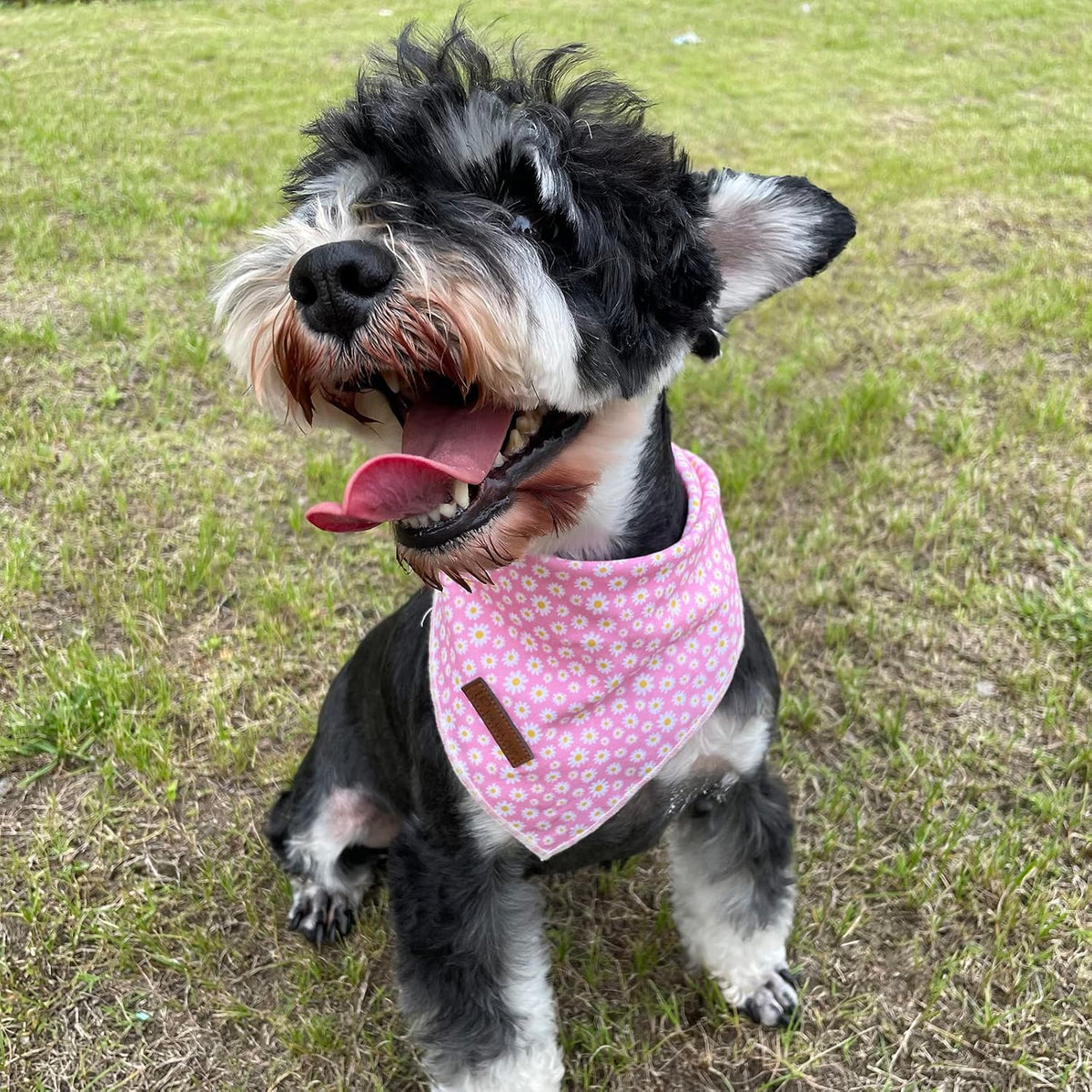 Summer Dog Bandana, UP URARA PUP Strawberry Triangle Bid Scarf for Medium Large Dogs, Cotton - Daisy / S - image 4