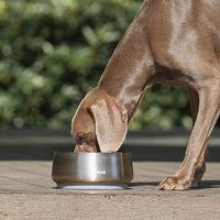 Pawaii Stainless Steel Dog Bowl with Non-Slip Rubber Base & Double Wall Insulation - Durable Design | Includes ID Tag | Dishwasher Safe Food & Water Bowl for All Dogs (34oz)