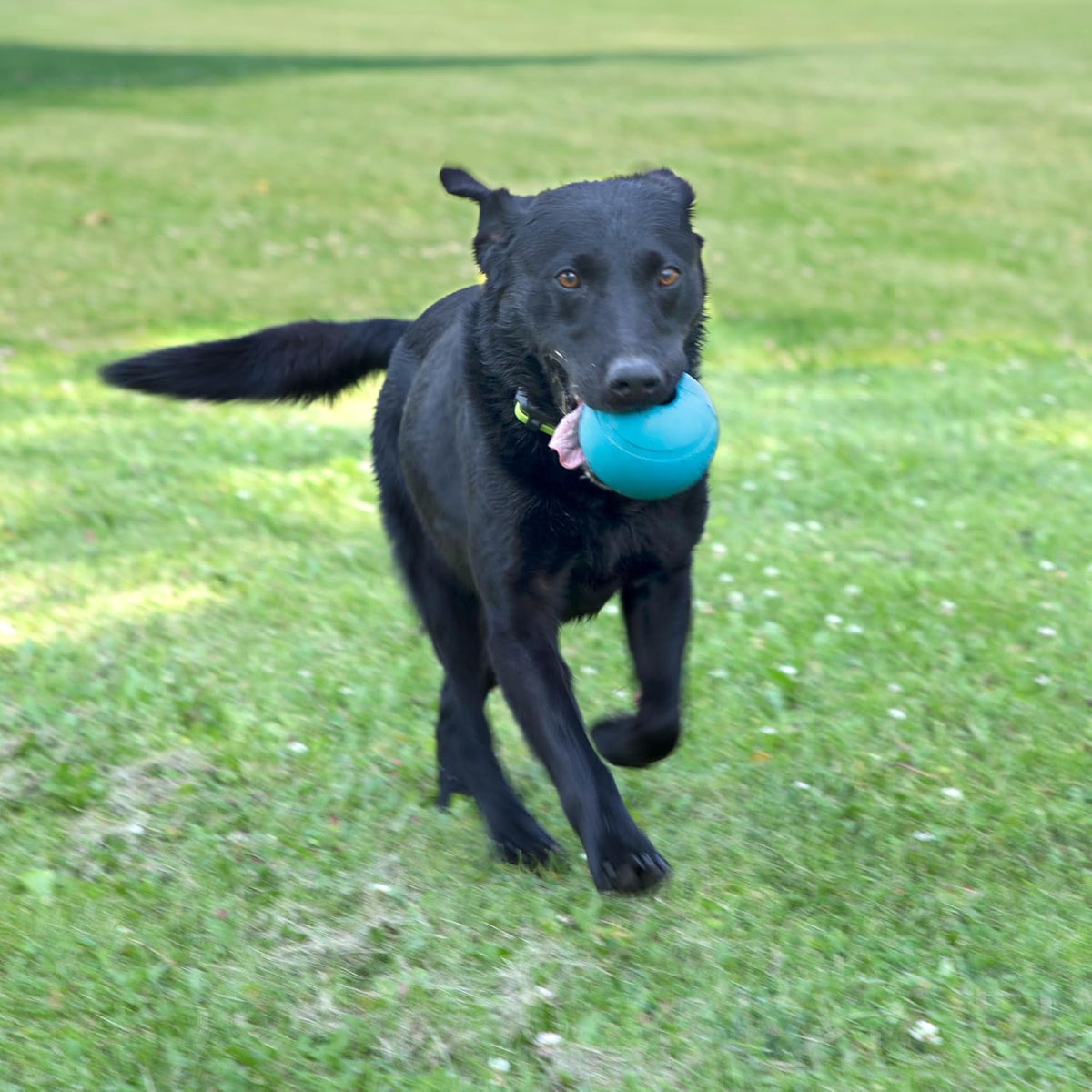 Chew King Fetch Balls Extremely Durable Natural Rubber Toy 2.5 inch - Fetch Balls - 2-Pack (4" Balls) - image 2