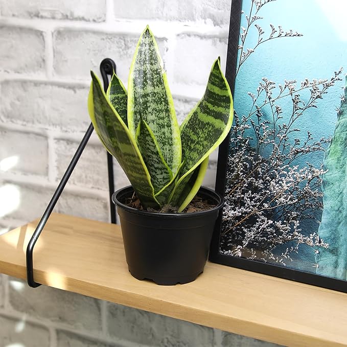 Essential Houseplant Collection (3PK) Live Plants Indoor Plants Live Houseplants in Plant Pots, Easy House Plants Indoors Live, Snake Plant, Pothos in Potting Soil, Clean Air Plants by Plants for Pets
