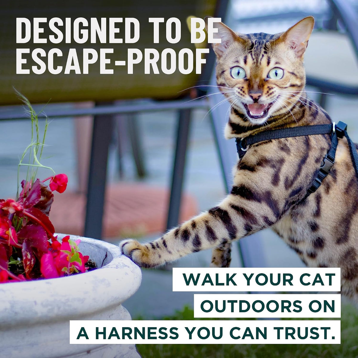 Houdini Escape Proof Cat Harness and Leash – Essentials for Cats - Orange / S - image 3