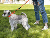 Haapaw Escape-Proof Martingale Dog Collar - Orange / L / 2-Pack Collars - image 4