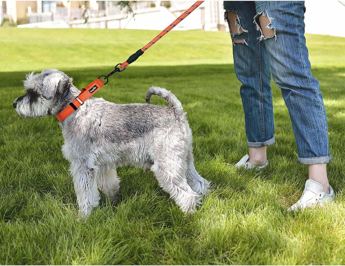 Haapaw Escape-Proof Martingale Dog Collar - Orange / L / 2-Pack Collars - image 4