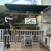 Cat Wall Decor For Cat Lovers Hanging Wood Cat Home Decor Fall Cat Wooden Sign Cat Christmas Decor Spoiled Cats And Their Staff Live Here Sign Cats Only Signs Cat Welcome People Tolerated Sign 12x6 In