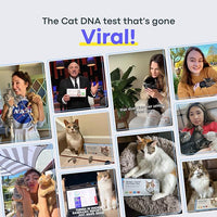 Basepaws Cat DNA Test Kit 2 Pack- Comprehensive Breed, Health and Dental Analysis Across 114 Traits for Accurate and Easy-to-Use Genetic Insights