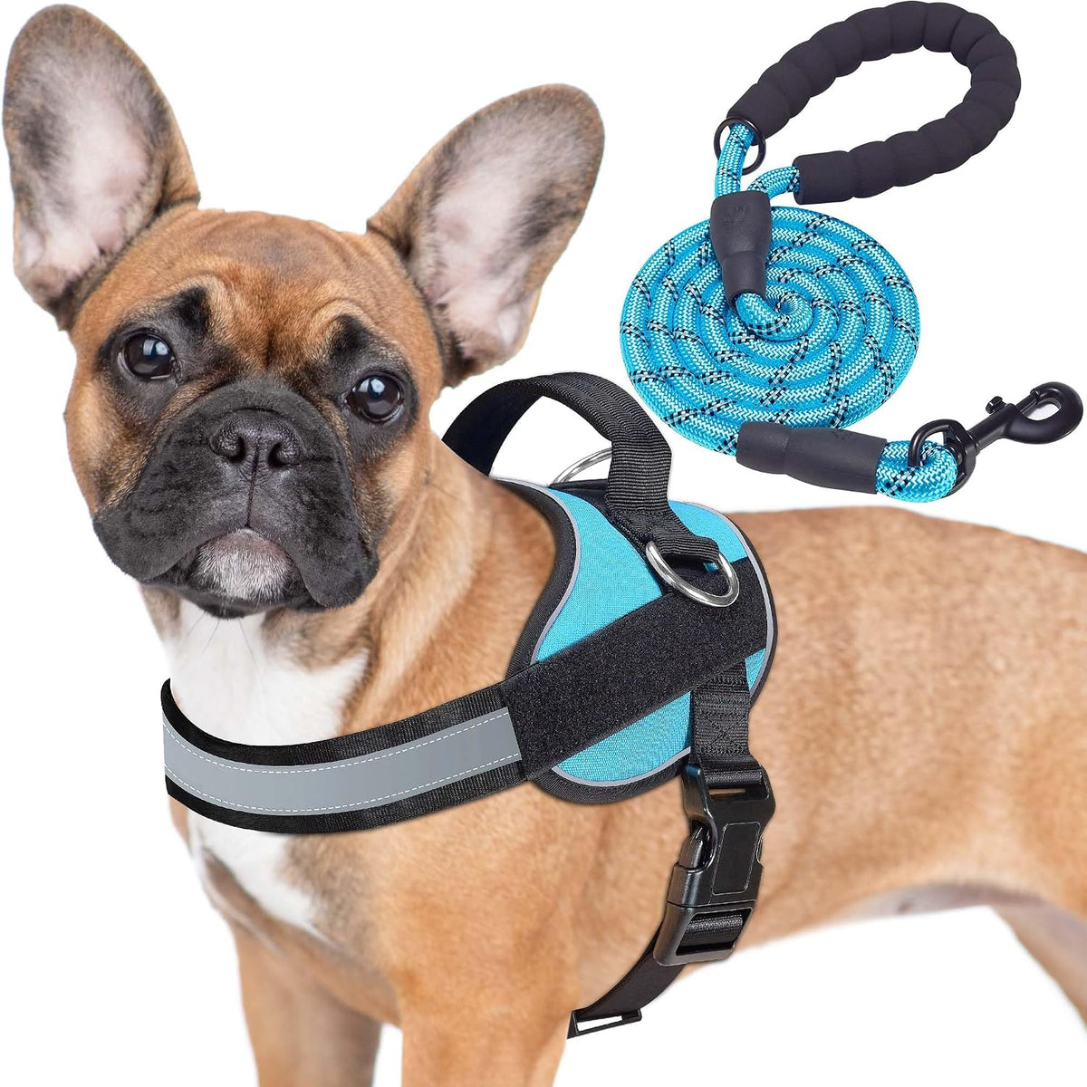 Haapaw Essential Dog Harness - S / Blue