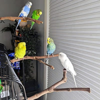 PINVNBY 2Pcs Wood Perches for Bird Cage,Natural Parrot Stand Branch Parakeet Paw Grinding Sticks Standing Grape Pole for Lovebirds Budgies Cockatiels Finches