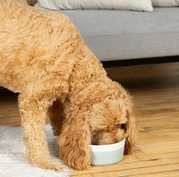 Waggo Dipper Ceramic Dog Bowl for Small and Large Breeds - Heavyweight and Durable Pet Food and Water Dish Crock, Dishwasher Safe, Modern (Rose, Small)