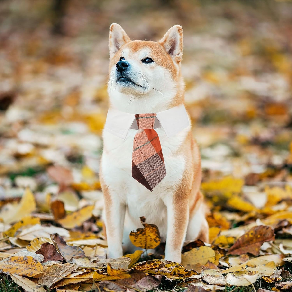 ADOGGYGO Fall Dog Neck Tie - Medium / Orange-2 - image 3