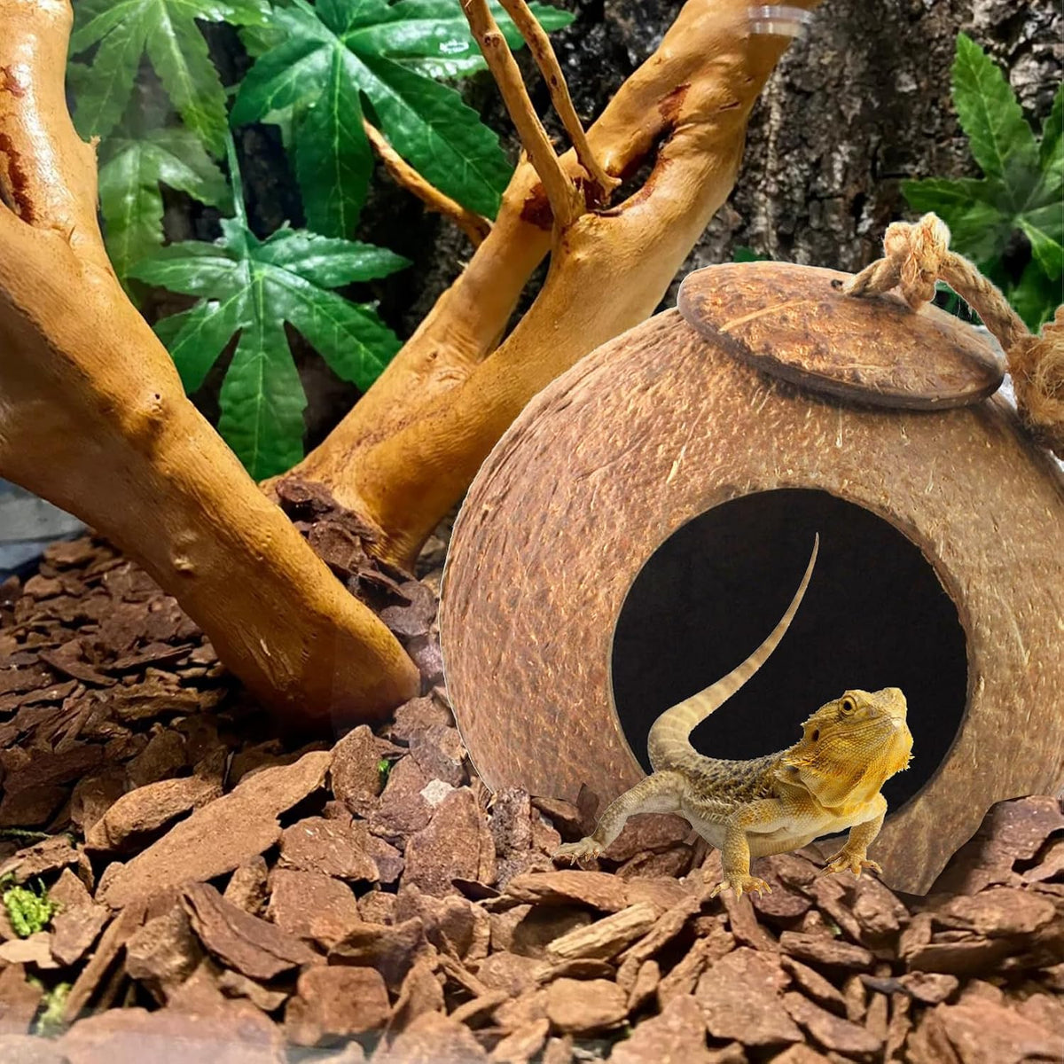 Lizard Coco Den with Ladder - 【Style A】 / 【No Ladder】 - image 2