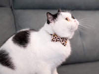 Collar for Cat Pet Breakaway with Bell Bowtie Detachable Bow - Leopard & Pure-Pink - image 4
