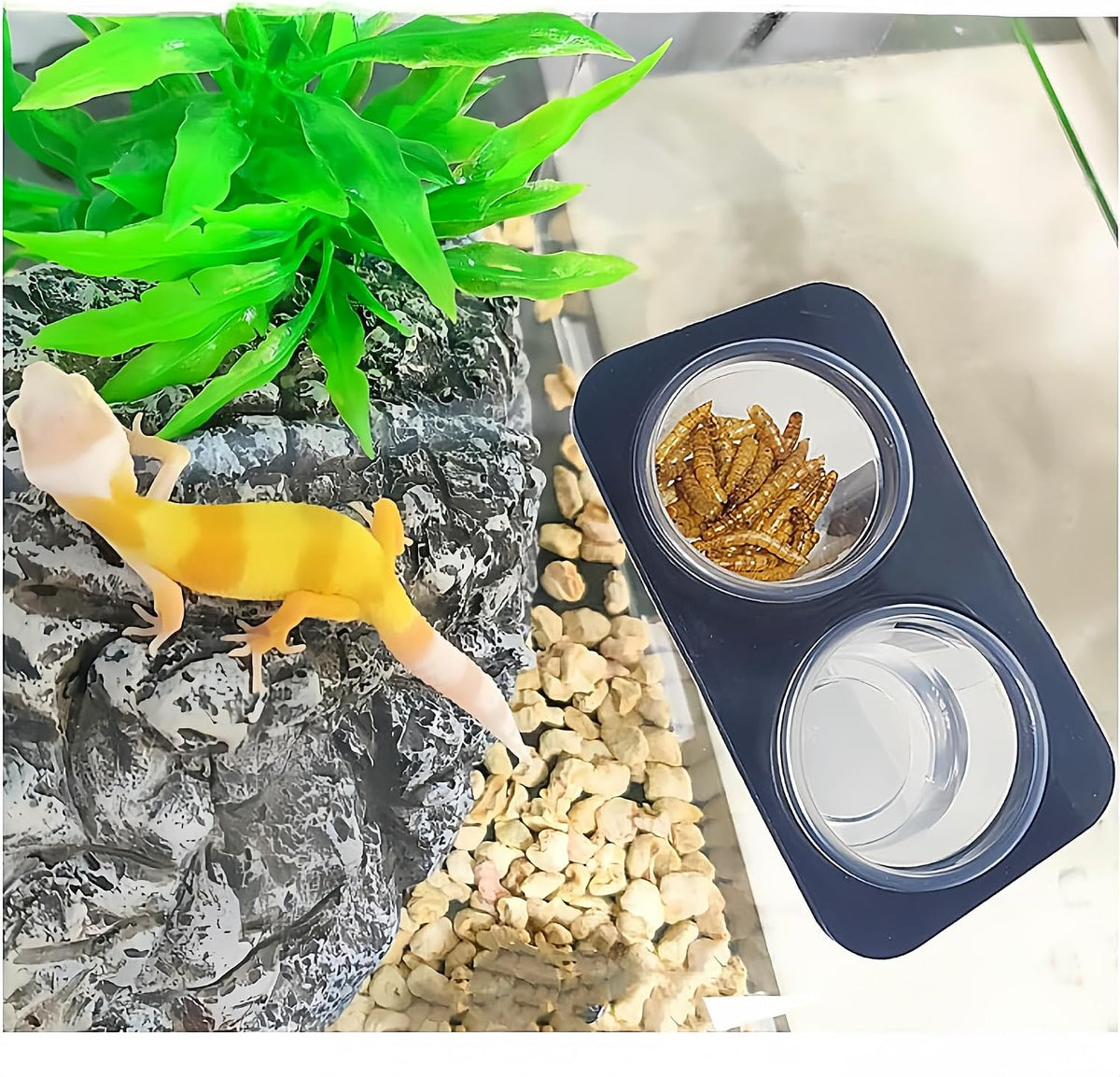 Lizard Crested Gecko Food Water Feeding Cups - 200 cups - image 2