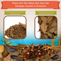 SunGrow 50 Pack Leaf Litter for Spider, Cricket & Isopod - Mini - 50Pcs - image 4