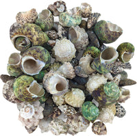 Reef Hermit Crab Shell Mix Spare Shells for Most Saltwater Hermit