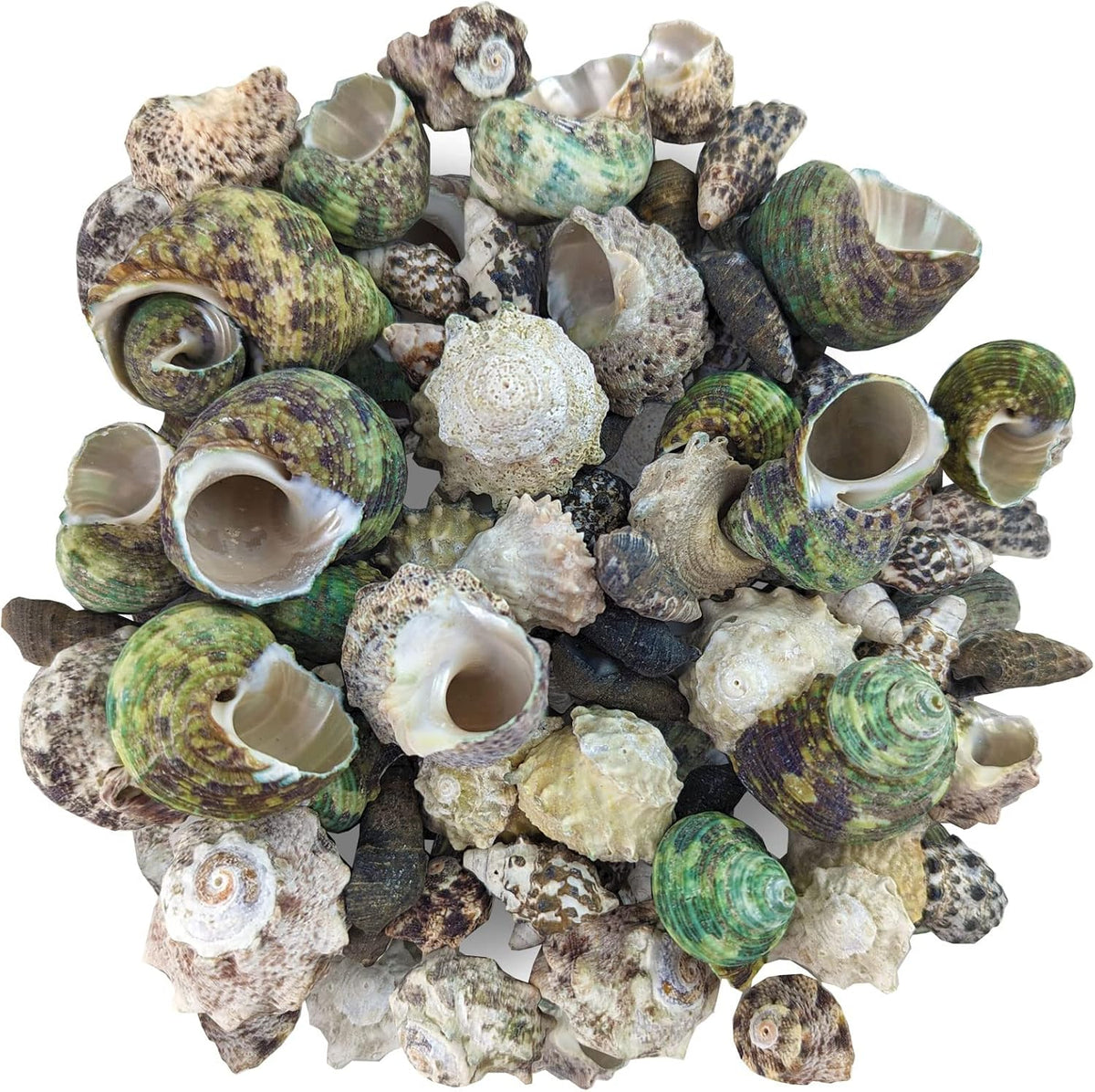 Reef Hermit Crab Shell Mix Spare Shells for Most Saltwater Hermit