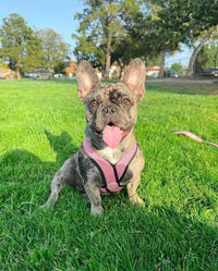 Gooby Comfort X Head-in Dog Harness, Choke-Free - Medium Chest (14.25-18.75") / Pink - image 2