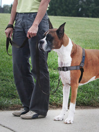 PetSafe Easy Walk Deluxe Dog Harness, No Pull Dog Harness - Small / Steel Grey - image 2