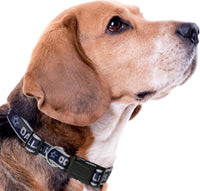 NFL Vikings Dog & Cat Collar - Dallas Cowboys / Medium - image 3