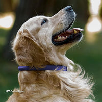 CollarDirect Rolled Leather Dog Collar, Soft Padded Round Puppy Collar, Handmade Genuine Leather Collar Dog Small Large Cat Collars 13 Colors (13-16 Inch, Purple Textured)
