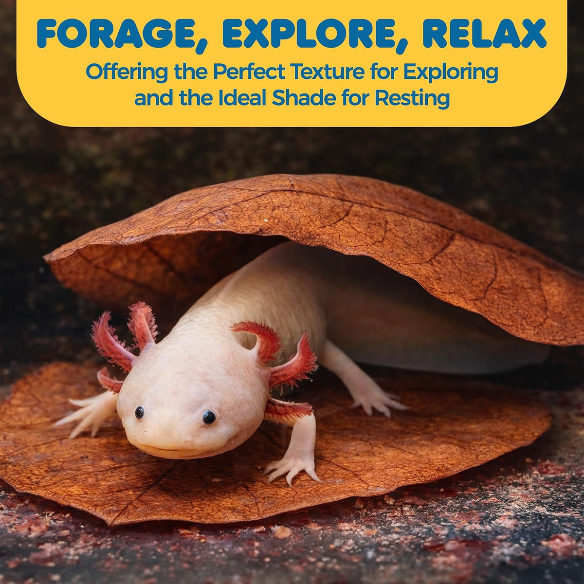 SunGrow 10-pack of large Indian almond leaves for axolotl and aquarium tanks - view 4