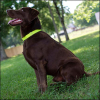 Country Brook Petz - Premium Nylon Dog Collar with Metal Buckle for Small Medium Large Breeds - 30+ - Small (Pack of 1) / Hot Yellow - image 2