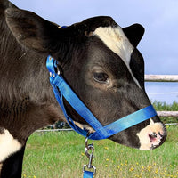 XUANNIAO Easily Adjustable Figure 8 Cow Halter, Double-Ply Premium Livestock Cattle Halters, Colorful Cow Utility Calf Halter with Leading Rope for Miniature Horse Donkey Goat Foal (Medium, Blue)