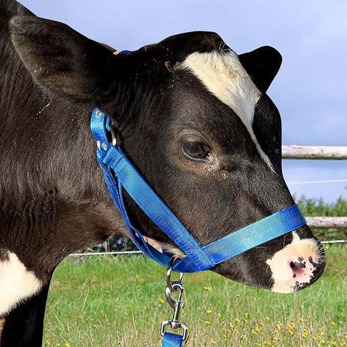 XUANNIAO Easily Adjustable Figure 8 Cow Halter, Double-Ply Premium Livestock Cattle Halters, Colorful Cow Utility Calf Halter with Leading Rope for Miniature Horse Donkey Goat Foal (Medium, Blue)