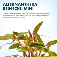 Live Plants - Alternanthera reineckii ‘Mini’ - Bright Red to Pink Foreground Stem Plant for High Light, CO₂ Aquascaping, Compact Growth Red, Pink, Purple Accent - Lead Bunch