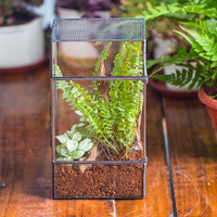 NCYP Glass Terrarium with Door and Mesh for Small Insects - 5.1 x 3.9 x 9 Inches Rectangle Reptile Habitat, Black - Modern Home Tabletop Decor (Terrarium Only)