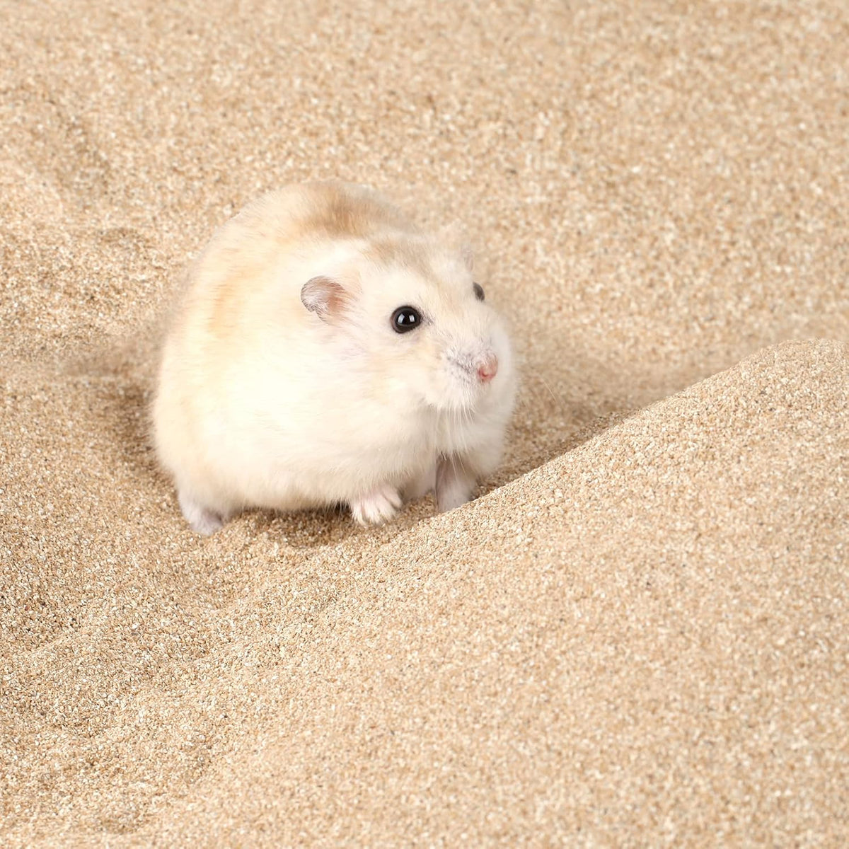 BUCATSTATE Hamster Bath Sand with Pour Spout - 3.3LB / Fine Sand - image 4