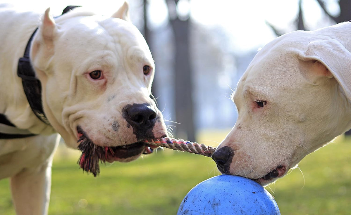 Jolly Pets Romp-N-Roll Rope & Ball Dog Toy - Blueberry / Small (4.5 in) - image 2