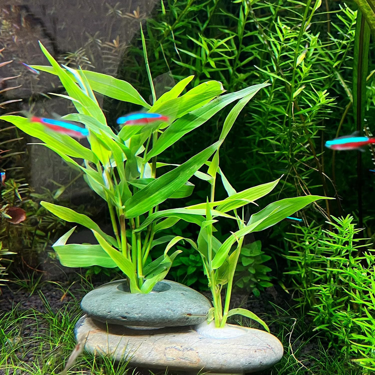 Natural River Stone Plant Weights for Aquarium - Small 0.8″ 2holes 6pcs - image 2