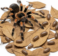 SunGrow 50 Pack Leaf Litter for Spider, Cricket & Isopod - Mini - 100Pcs