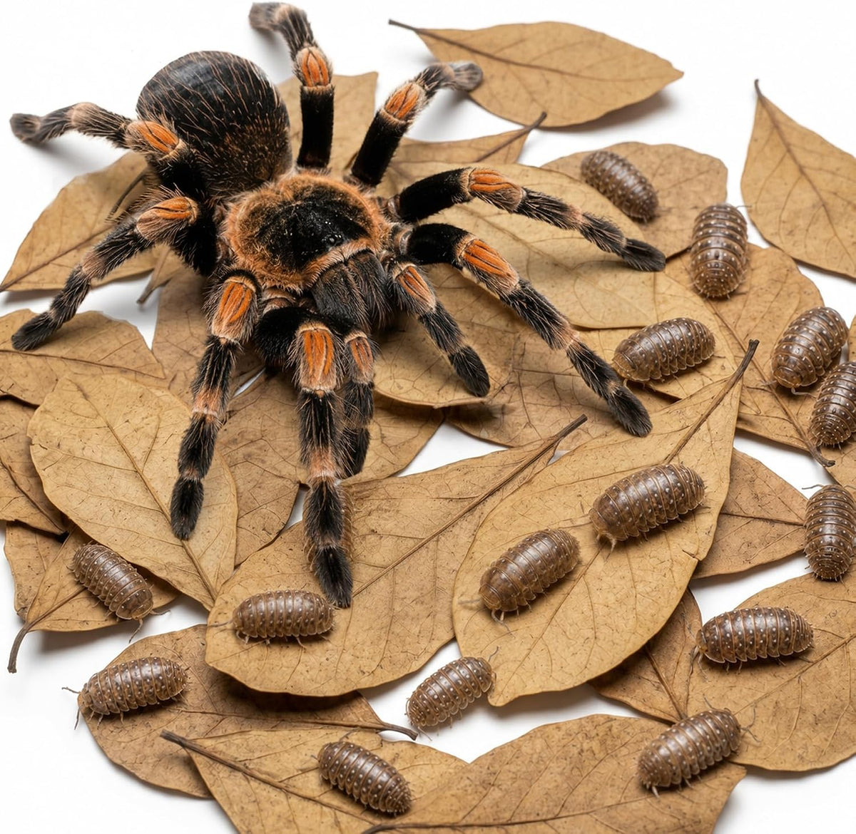 SunGrow 50 Pack Leaf Litter for Spider, Cricket & Isopod - Mini - 100Pcs