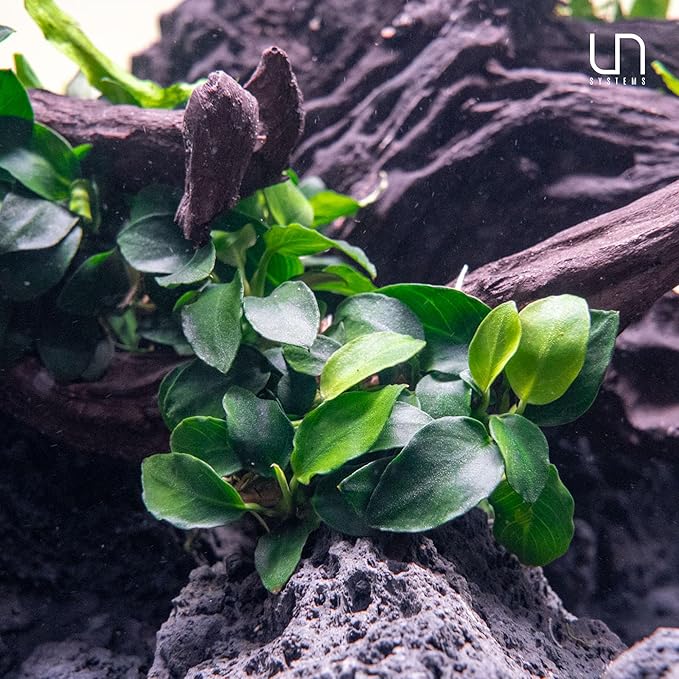 Ultum Nature Systems Anubias Heterophylla Tissue Culture Live Plant for Aquarium, Aquascape, Freshwater Fish Tanks - 100% Snail Free in Vitro