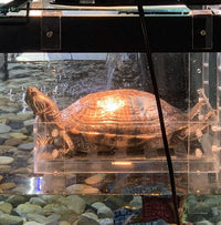 LaBrinx Designs Extra Large Wide Hanging Turtle Ramp - X-Large - image 2