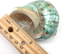 PEPPERLONELY 2 PC Hermit Crab Shells, Turbo Shells - 26#. Jade Turbo, "3 ~ 3-1/2" - image 4
