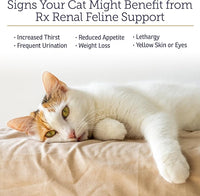 Rx Vitamins Renal Feline Beadlets - Cat Kidney Support with Astragalus Root and Milk Thistle for Cats - Supports Kidney and Immune Health in Cats - 3.52oz