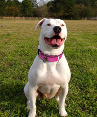 Dog Collar for Large Dogs, with Handle 2" Wide Heavy Duty - Pink / M - image 2