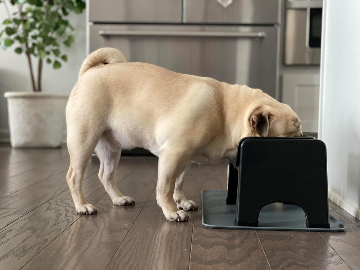 Fluff Trough Elevated Dog Bowl for Food - Small to Medium / Black - image 2