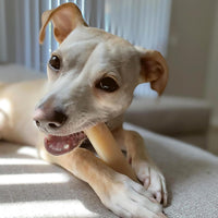 Nylabone Power Chew Original Bone Dog Chew Toys - Original / Medium - image 2