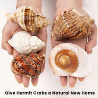 5PCS Large Hermit Crab Shells 2.8"-4" Seashells - image 4