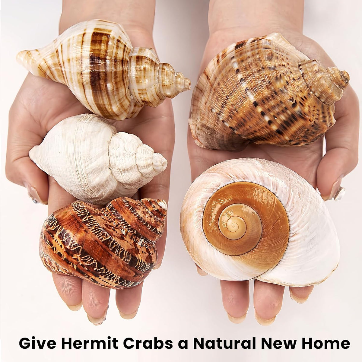 5PCS Large Hermit Crab Shells 2.8"-4" Seashells - image 4