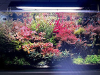Live Aquarium Red Stem Plants - Freshwater Aquatic Plant for Fish Tanks, Aquascaping - (Lemon Bacopa Caroliniana, 1 Bunch)