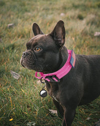 AUBELL reflective tactical dog collar with control handle and metal buckle - view 2